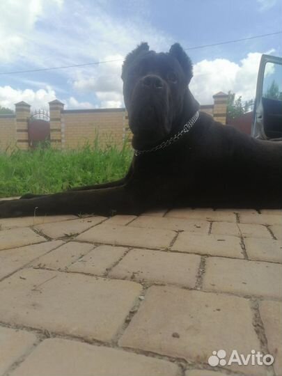 Кобель вязка кане корсо