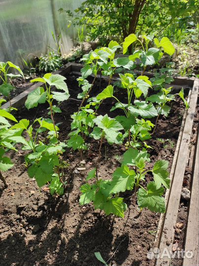 Саженцы смородины черной и красной