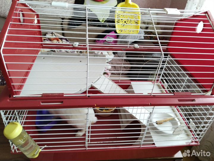 Продам кролика с клеткой по имени Зурочка