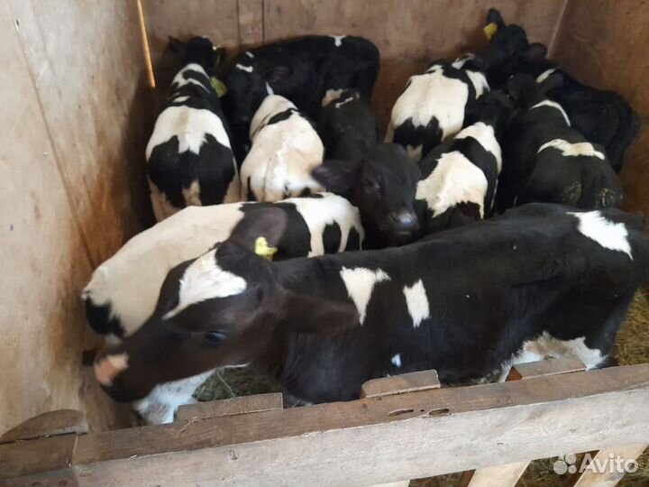 Телята бычки на откорм бесплатная доставка
