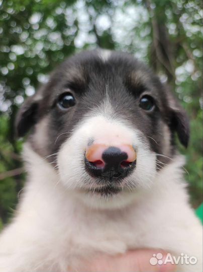 Щенки некрупной собаки