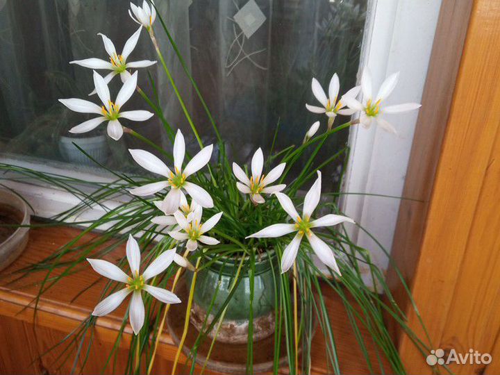 Зафирантес