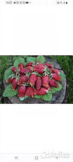 Земляника Купчиха