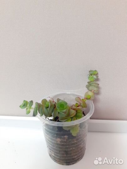 Крассула, калатея, бегония, рео, гипестис