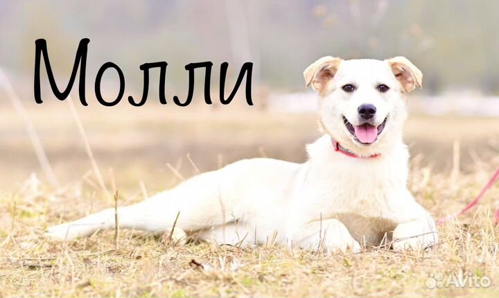 Собака в добрые руки