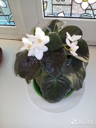 Комнатные цветы