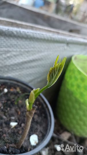 Девичий виноград, двулетник