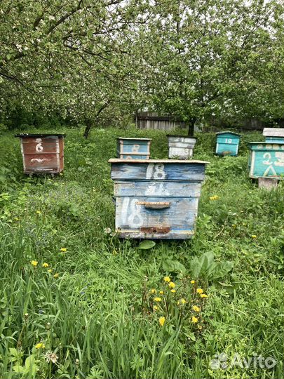 Пчелы и улья