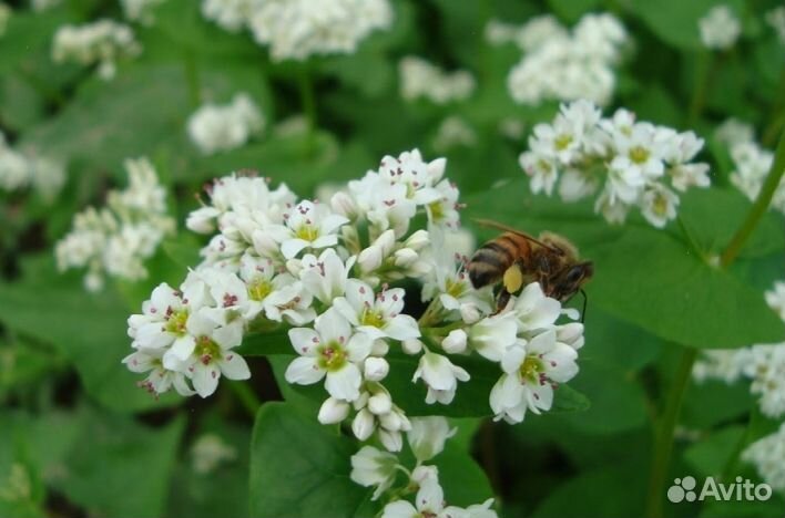 Мёд натуральный оптом
