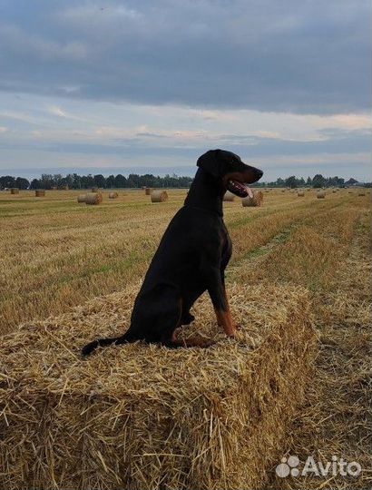 Доберман вязка