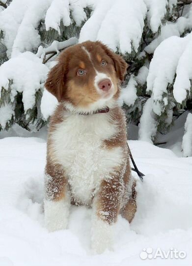 Щенок австралийской овчарки (аусси)