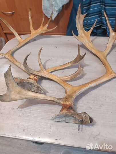 Рога оленя