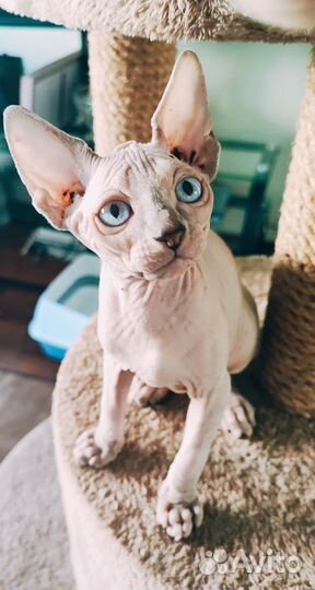 Котята сфинкс (лонг двельф), эльф, бамбино