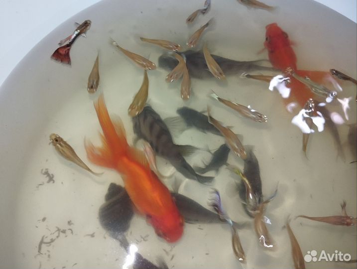 Рыбки гуппи