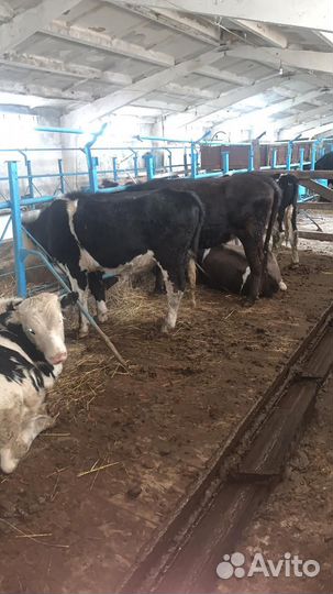 Телочки и бычки