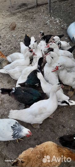 Мускусные утки