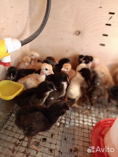 Цыплята домашние