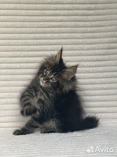 Котята мейн-кун мальчишки