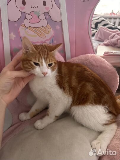 Рыжий котенок