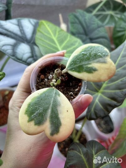 Хойя kerrii margin var