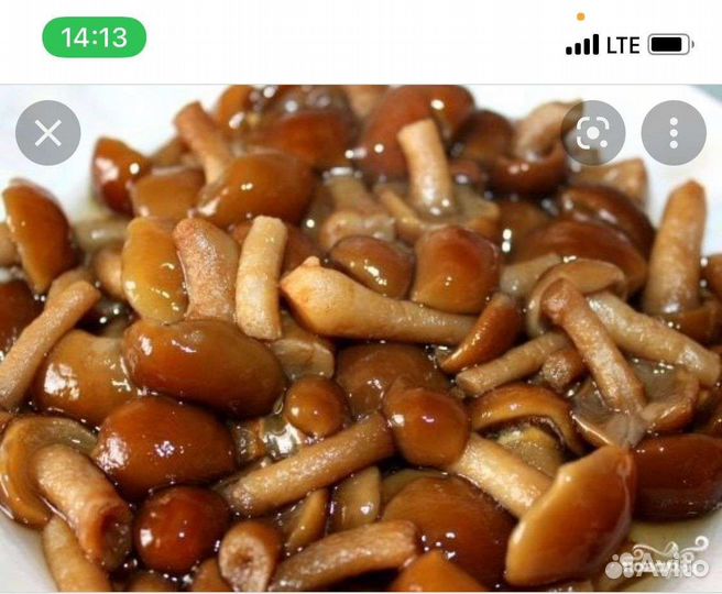 Грыбы опята маринованный