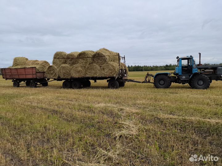 Зерноотходы пшеничные