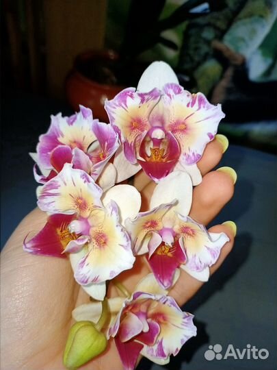 P.Little Gem Stripe '5210'