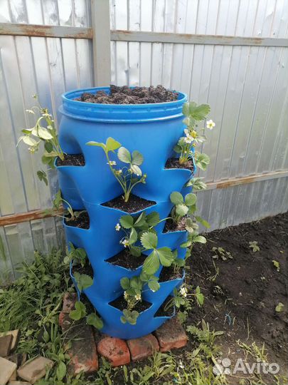 Бочка клуба для клубники