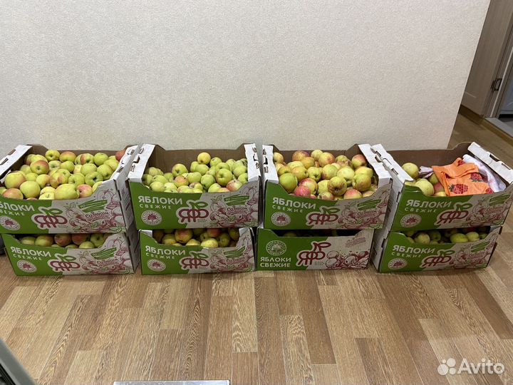 Яблоки Синап