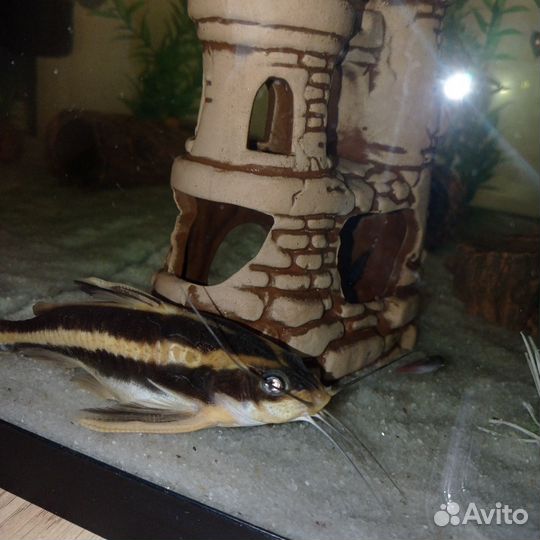 Сом платидорас