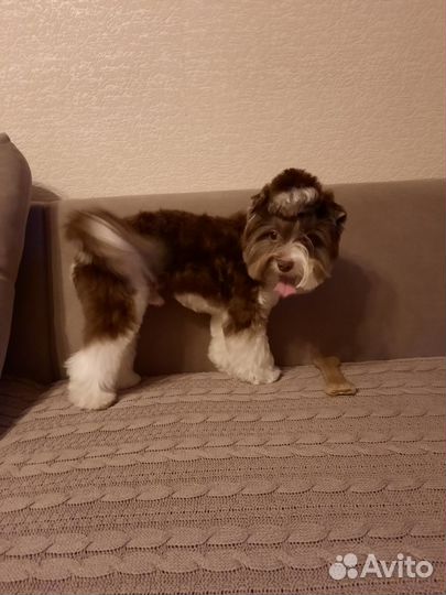 Йорк биро вязка