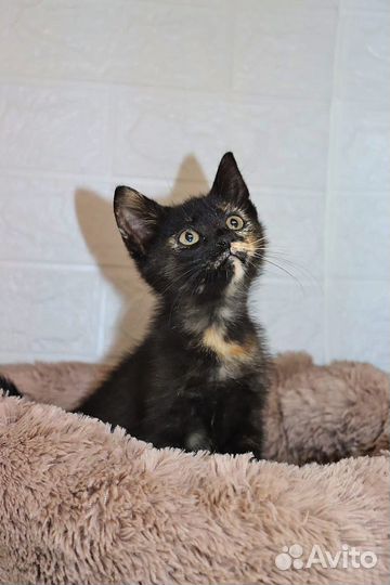 Котенок бесплатно девочка