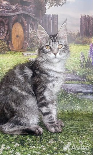 Котята мейн-кун