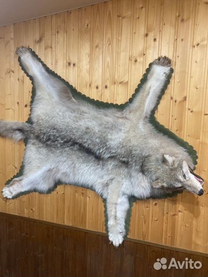 Шкура волка с головой