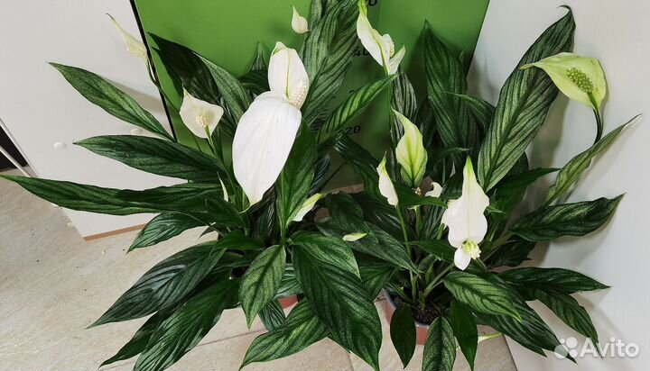 Вариегатный Спатифиллум Сильвер Купидо редкий сорт