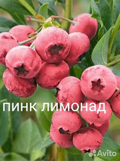 Саженцы Голубики