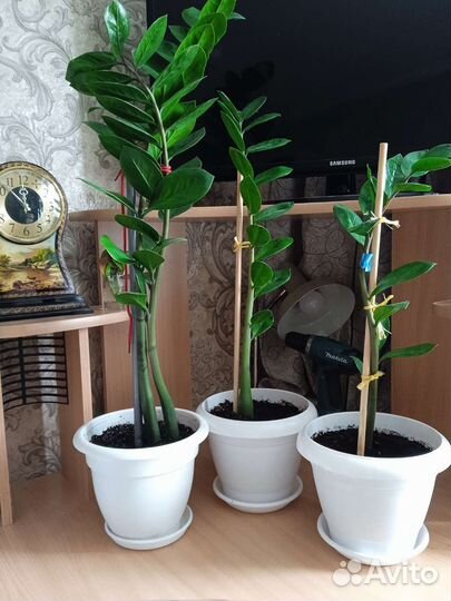 Комнатные цветы