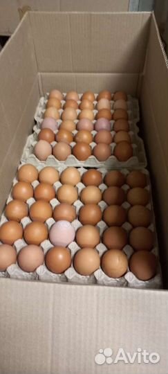 Яйцо куриное оптом и в розницу