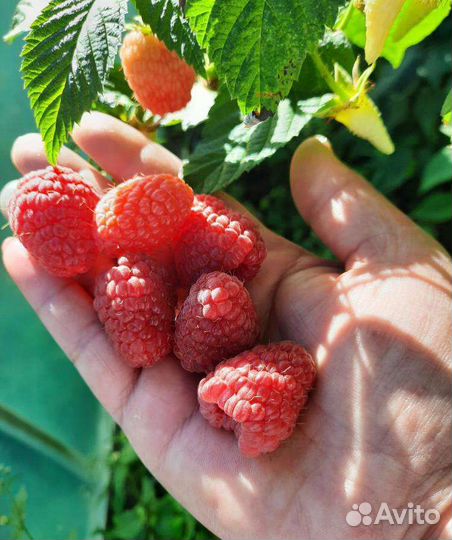 Саженцы малины