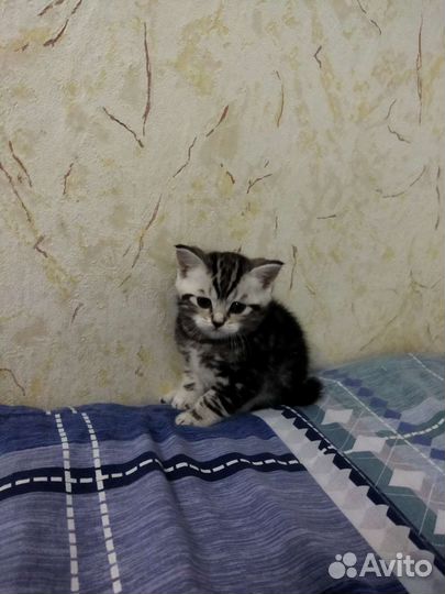 Британские котята