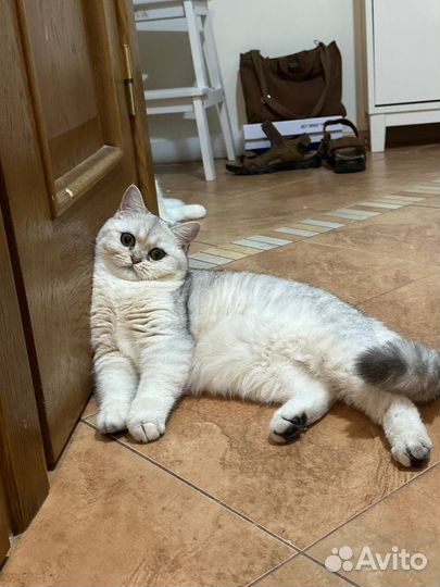 Котёнок шотландский с документами