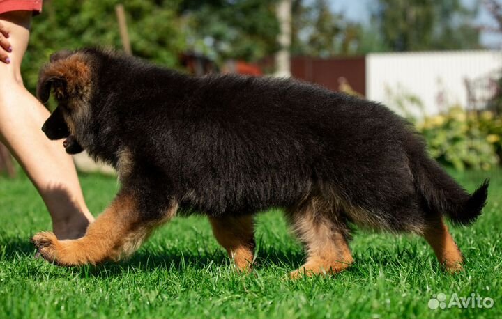 Немецкая овчарка длинношерстная