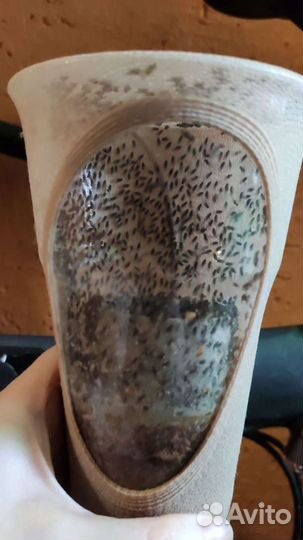 Мухи дрозофила Хидея и Меланогастер