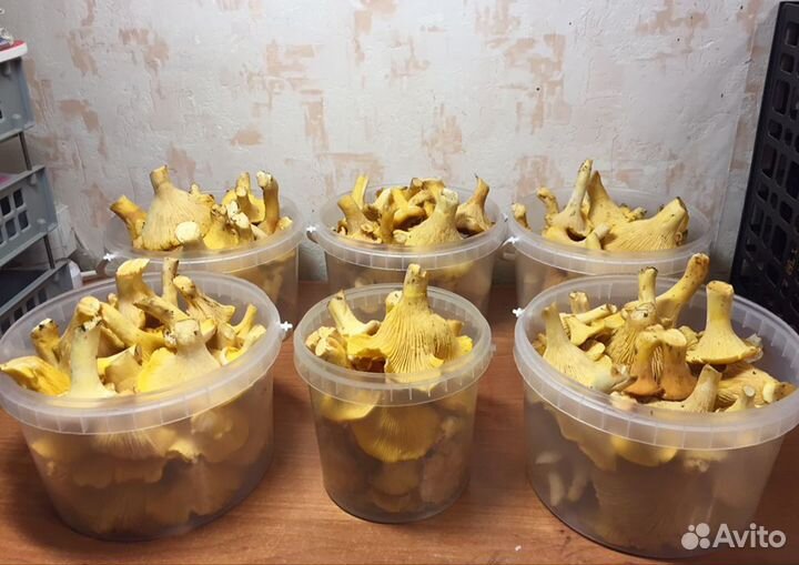 Грибы лисички