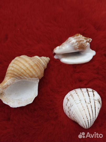 Ракушка 3 шт