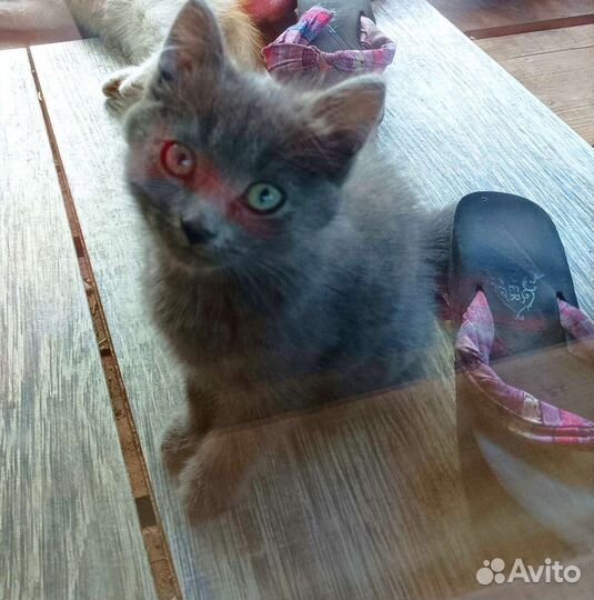 Котенок в добрые руки