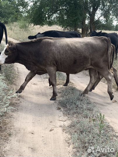 Коровы,телки