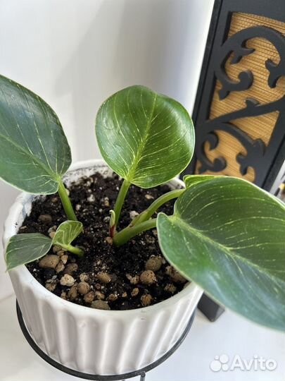 Филодендрон биркин