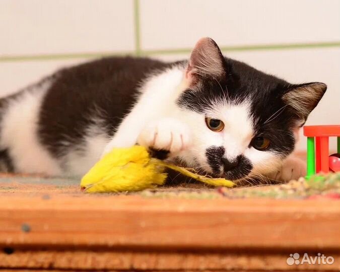 Маленькая кошечка в поисках дома