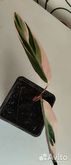 Строманта триколор